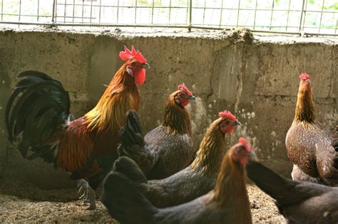 Philippine Chicken Industry Update: Market Trends, Projected .
